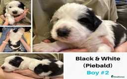 Border Collie dogs for sale: Merle Blue Eye KC Registered Border Collie Puppies - Image 4