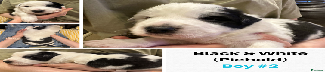 Border Collie Boy #2