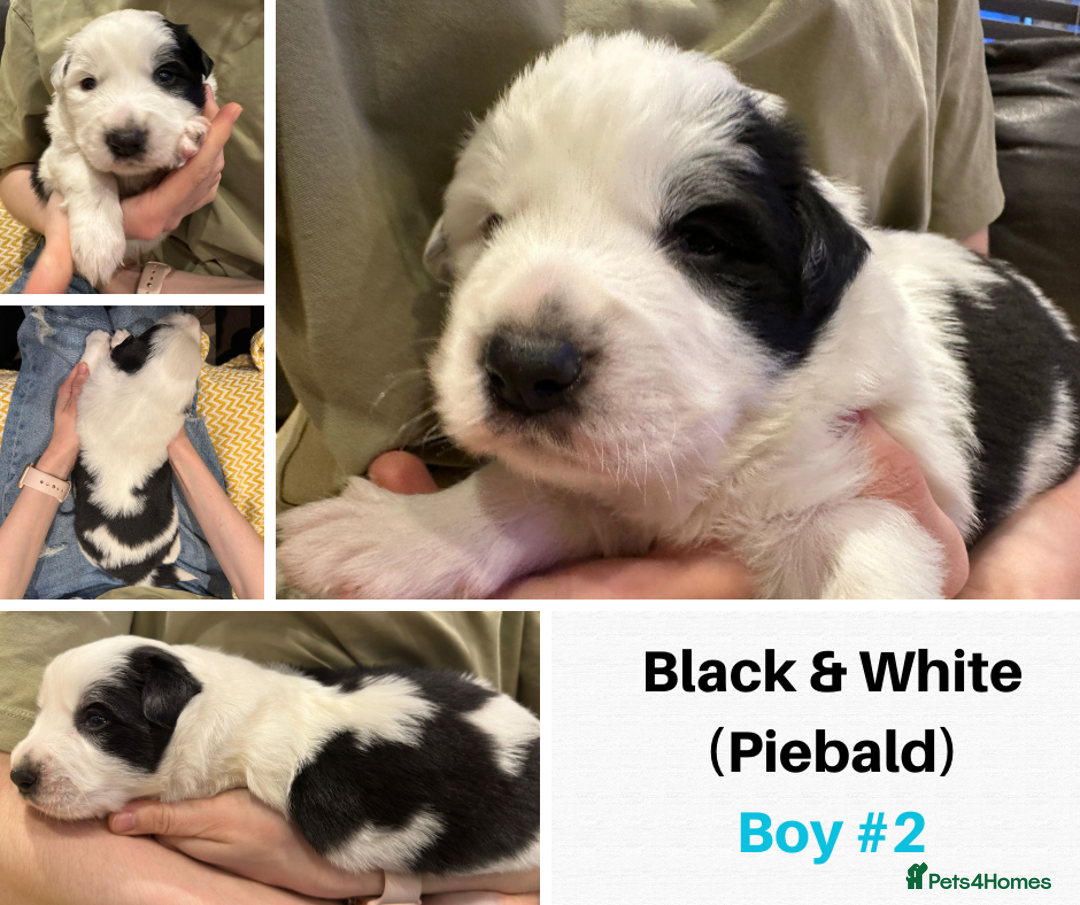Border Collie dogs for sale: Merle Blue Eye KC Registered Border Collie Puppies - Image 4