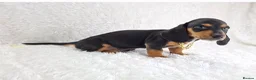 Miniature Dachshund dogs for sale: Stunning Miniature Dachshund Puppies  - Advert 13