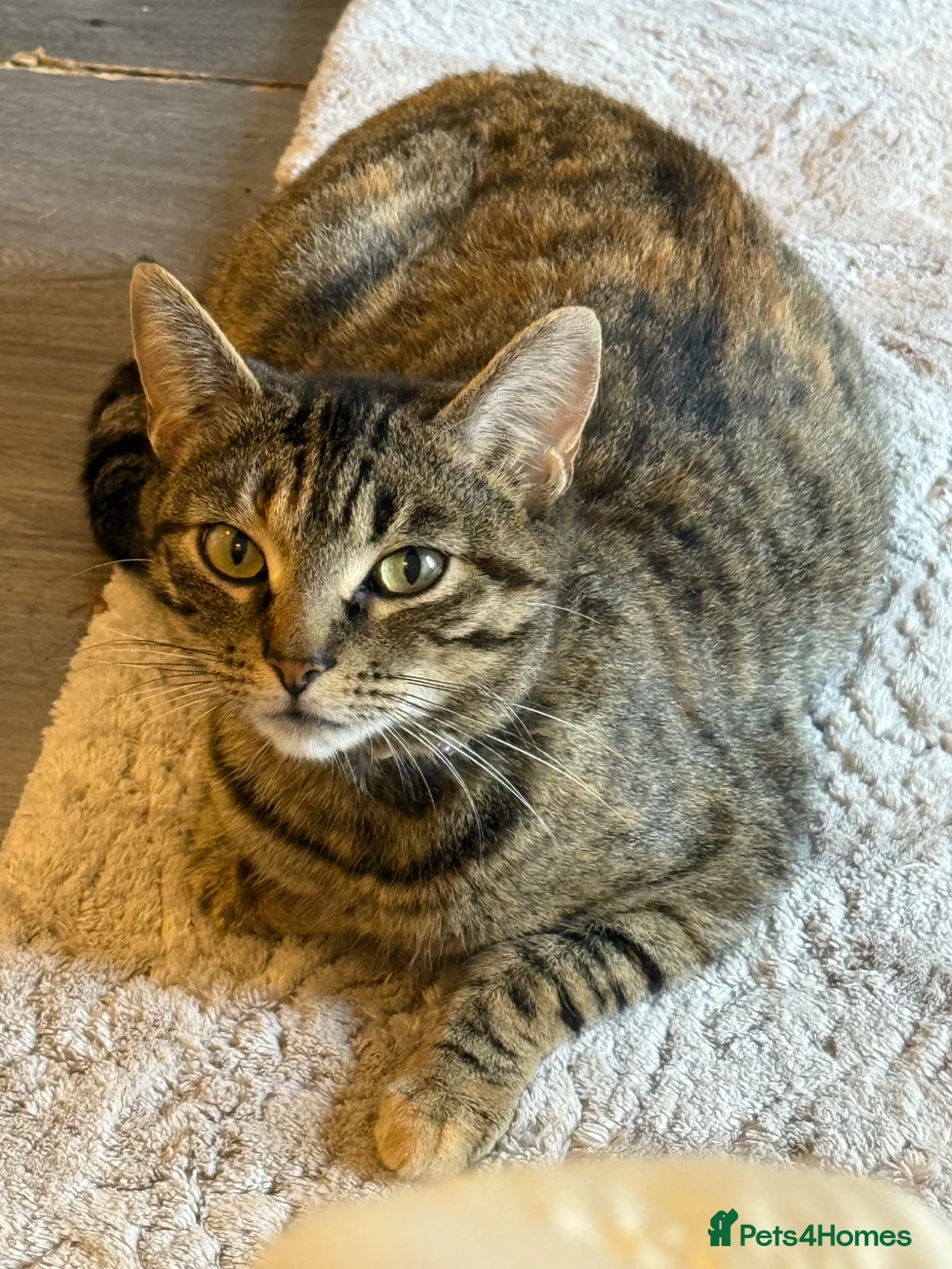 Mixed Breed cats for sale: Mini Panther Energy – Adorable Black Kitten - Advert 3