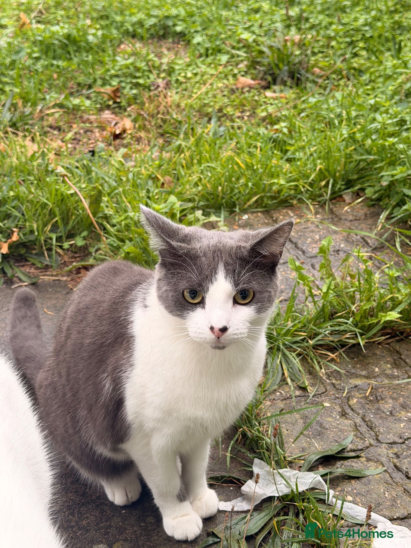 Domestic Shorthair cats for sale: Silver 1 year old - Advert 1