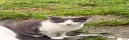 Domestic Shorthair cats for sale: Silver 1 year old in London - Advert 1