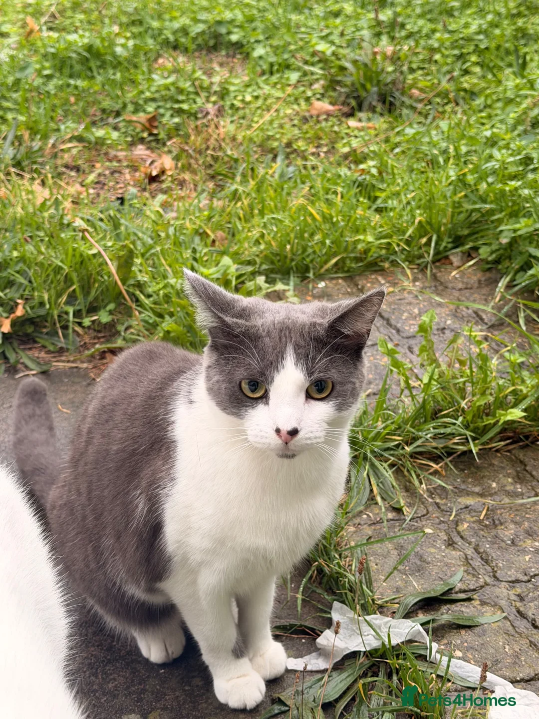 Domestic Shorthair cats for sale: Silver 1 year old in London - Advert 1