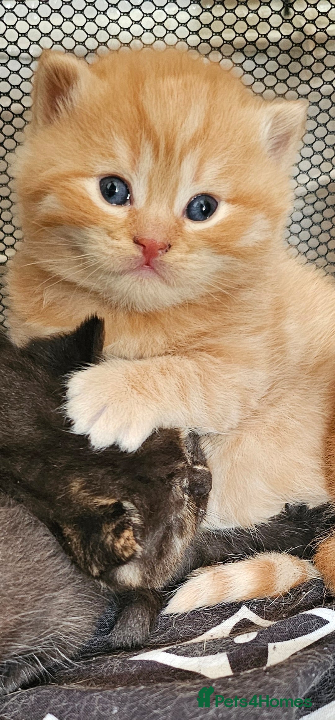 British Shorthair cats for sale: Beautiful British shorthair kittens  - Advert 4