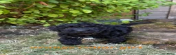 Cockapoo dogs for sale: Stunning Cockapoo Puppies - Advert 11