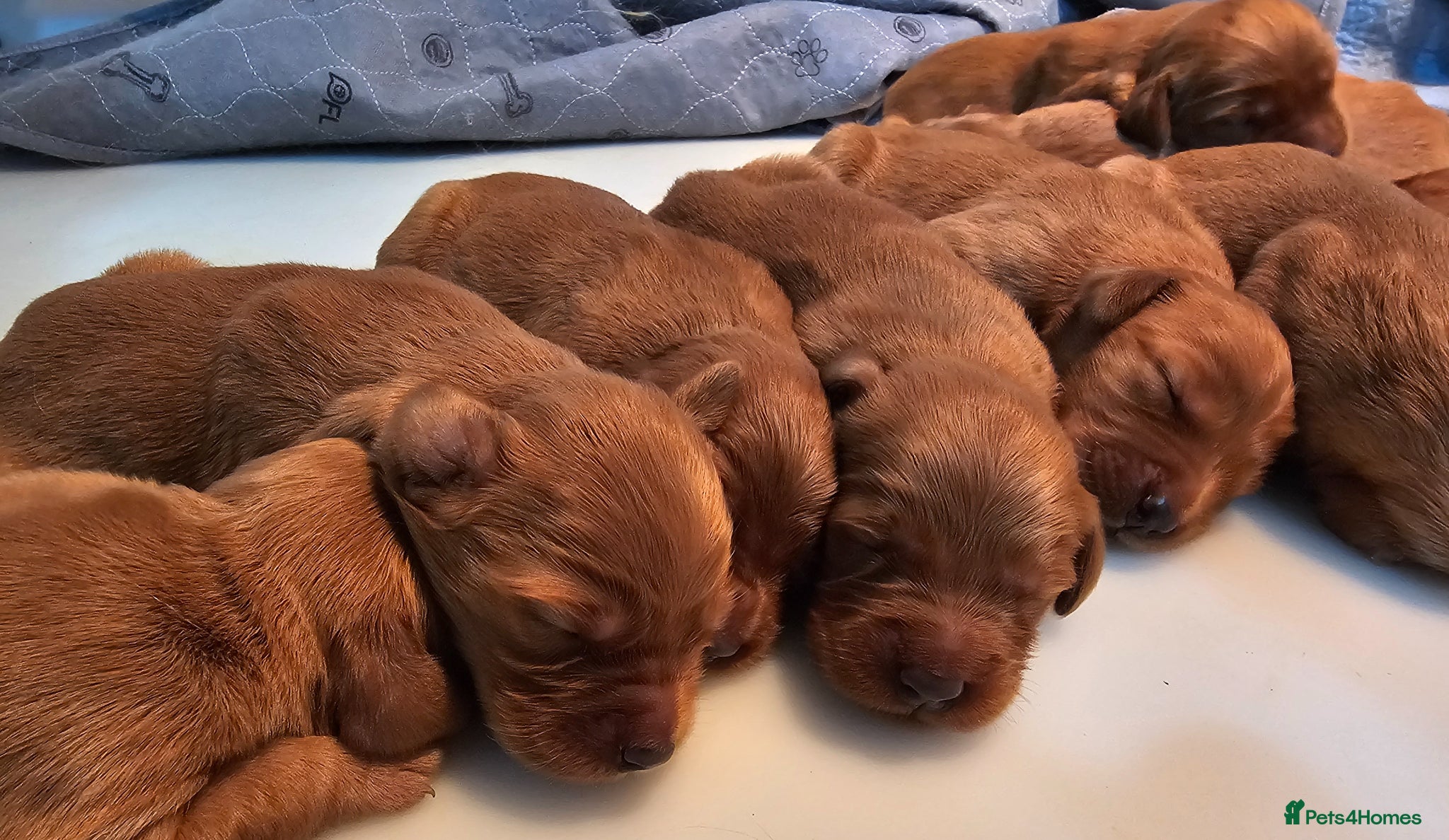 Mixed Breed dogs GOLDEN IRISH MALES - Advert 1