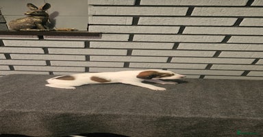 Saluki dogs - Advert 10