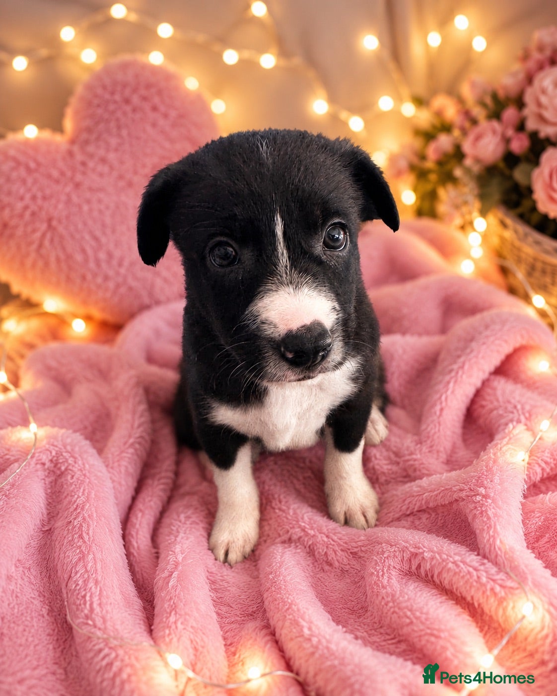Border Collie dogs 3 gorgeous girlies left  🐾🥹 - Advert 3