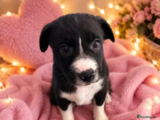 Border Collie dogs 3 gorgeous girlies left 🐾🥹 - Advert 3
