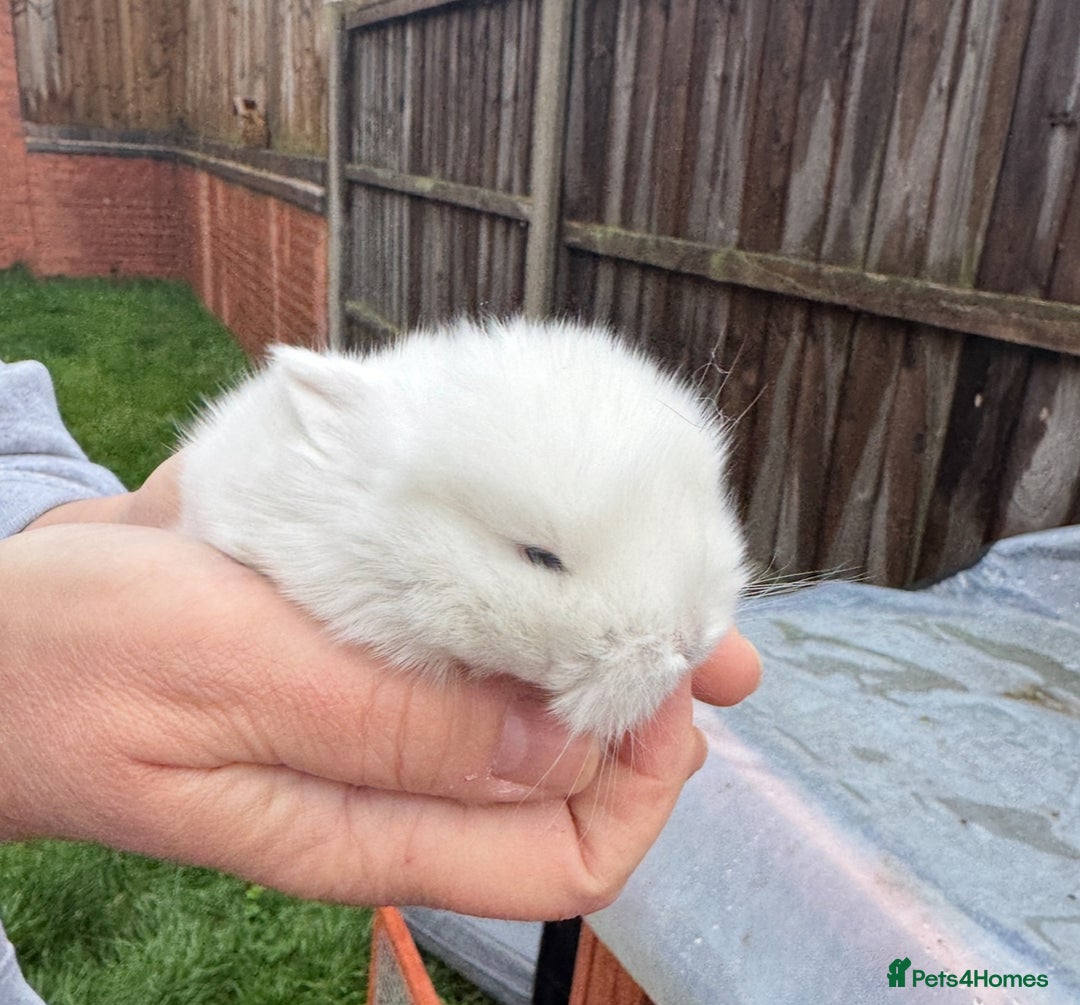 Mini Lop rabbits for sale: Mixed Mini Lops - Advert 1