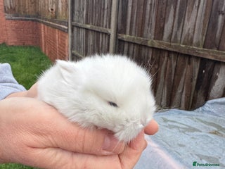 Mini Lop rabbits Mixed Mini Lops - Advert 1