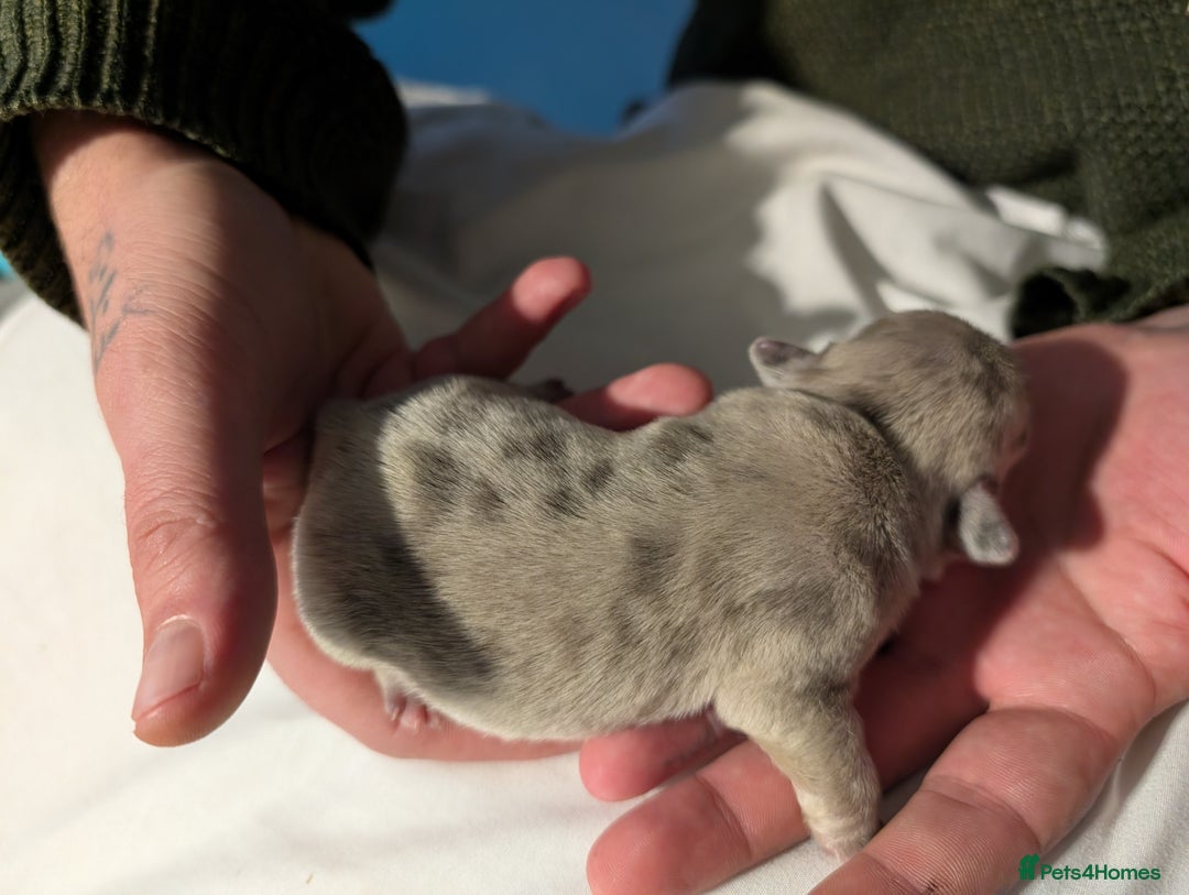 Frug dogs for sale: Beautiful litter of frugs  - Advert 9