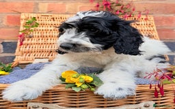 Cockapoo dogs for sale:  cockapoo puppies **READY GO GO** - Image 16