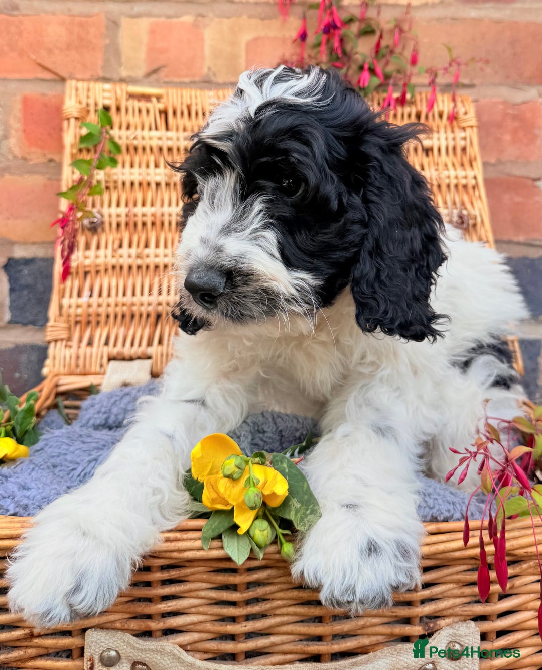 Cockapoo dogs for sale:  cockapoo puppies **READY GO GO** - Image 16