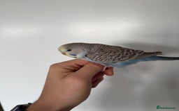 Budgerigars birds for sale: Young budgies happy&healthy in London - Image 26