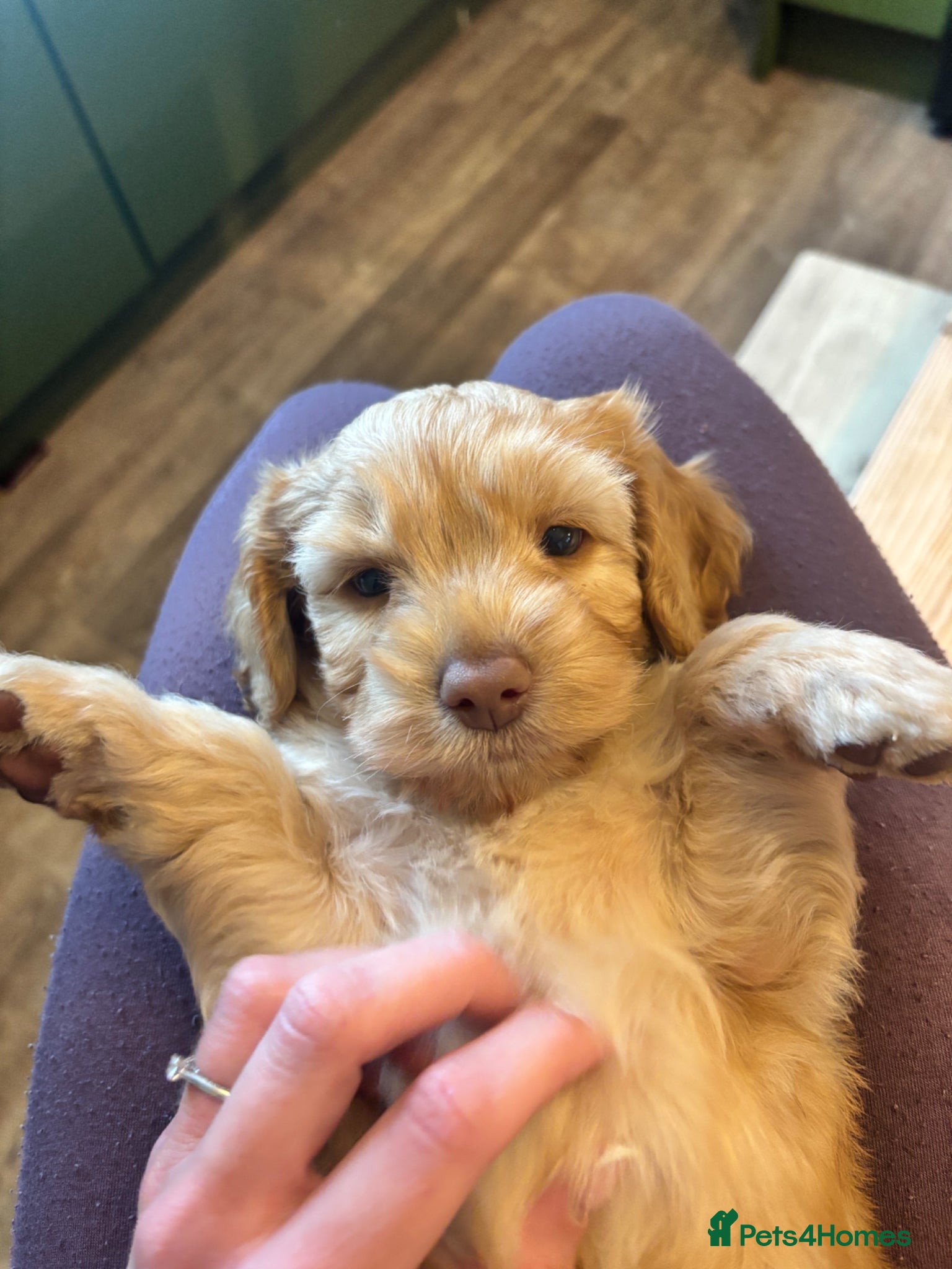 Cockapoo dogs ✨1 LAST BOY AVAILABLE Doncaster 📍 - Advert 15