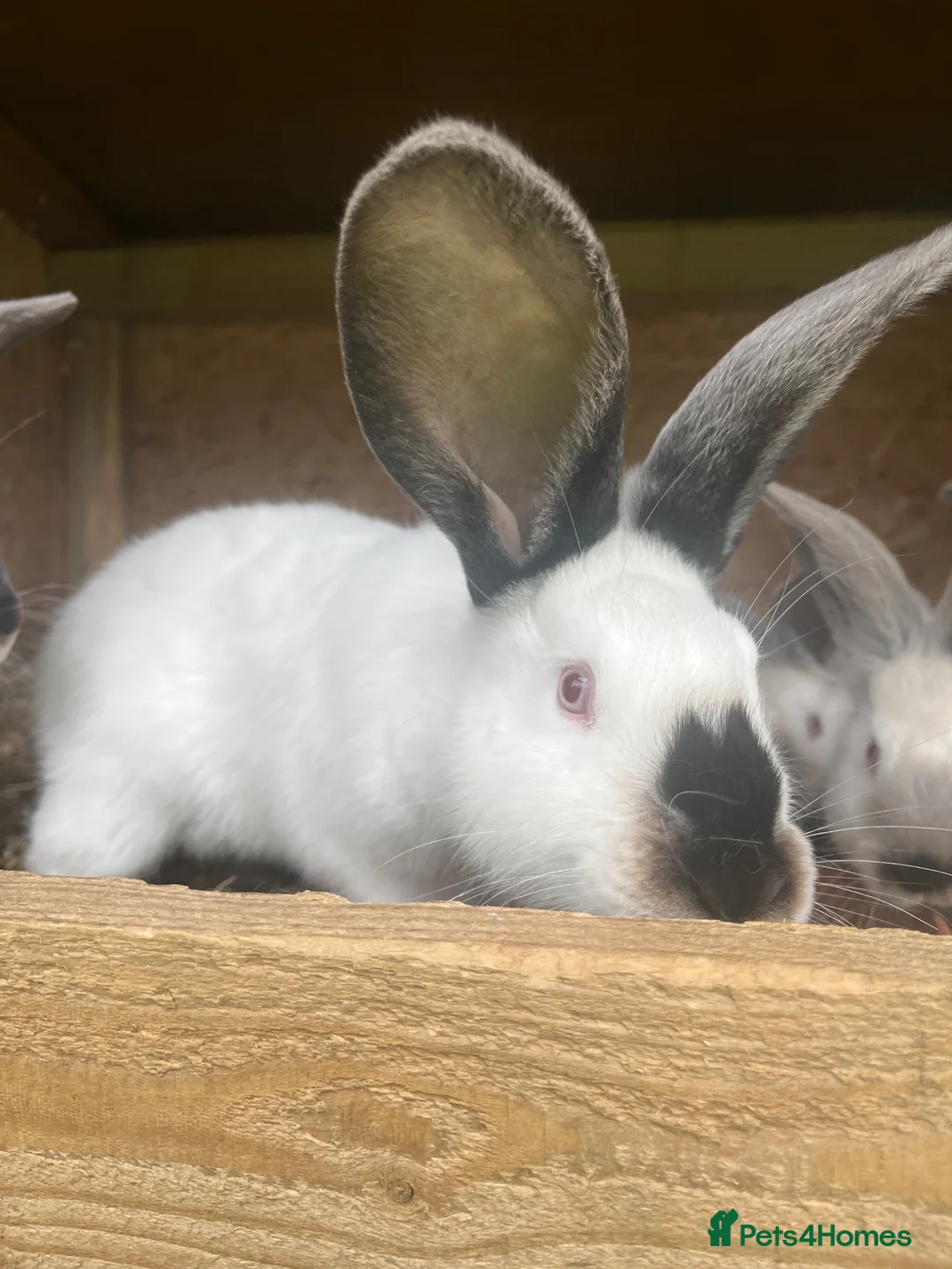 Continental Giant rabbits for sale: Rabbits for sale  - Advert 8