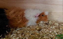 Guinea Pig rodents for sale: Male guinea pigs  - Image 4