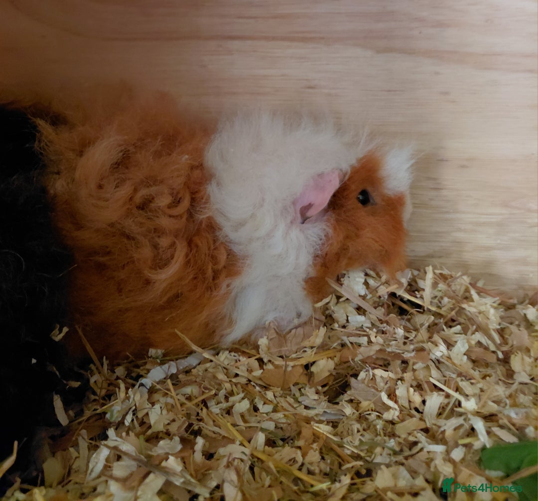 Guinea Pig rodents for sale: Male guinea pigs  - Image 4