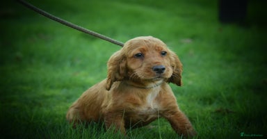 Cocker Spaniel dogs Gorgeous KC Cocker Spaniel Pups - Advert 6