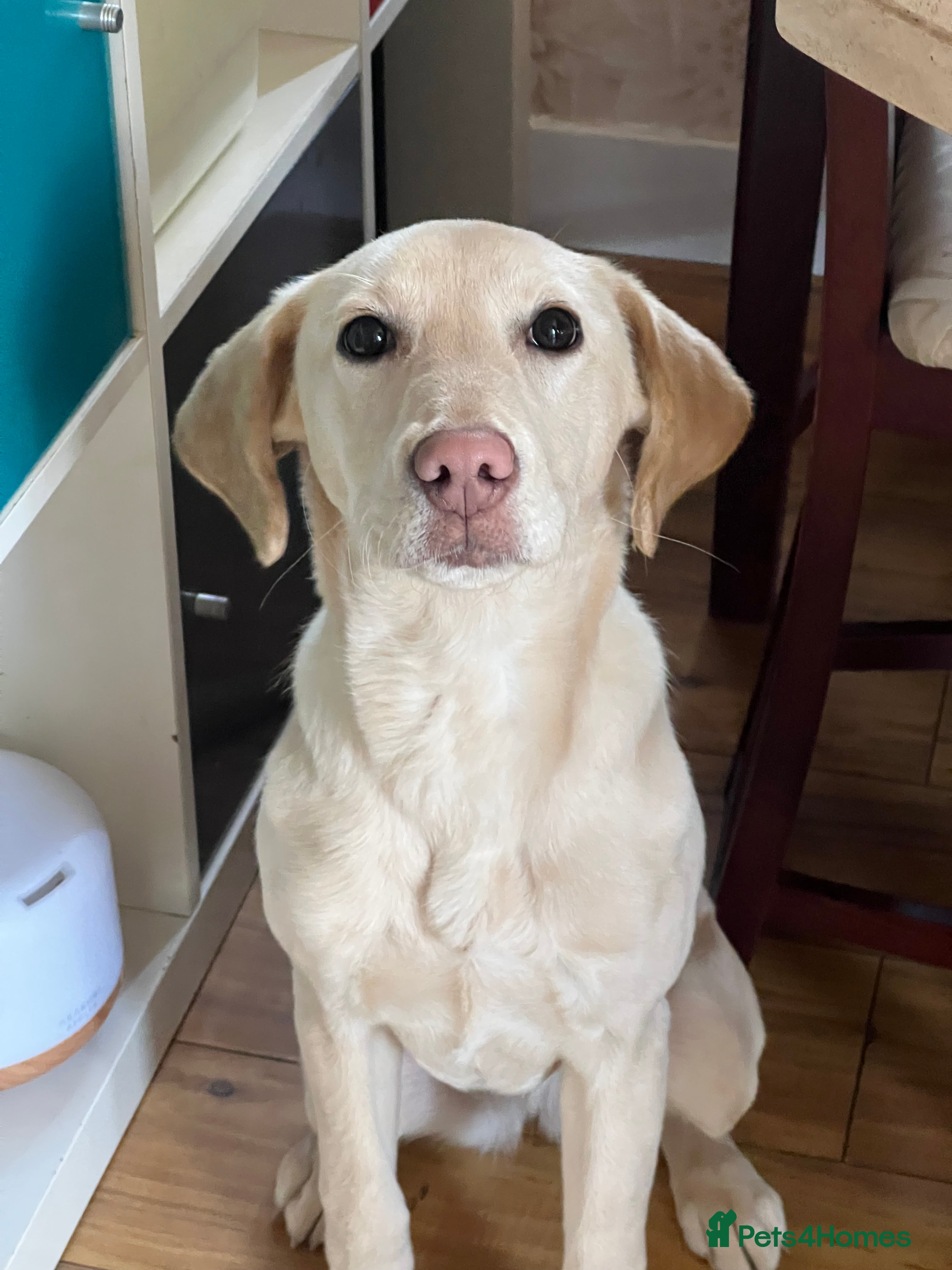 Labrador Retriever dogs Daisy – Beautiful Female Labrador Retriever  - Advert 1