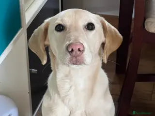 Labrador Retriever dogs Daisy – Beautiful Female Labrador Retriever - Advert 5