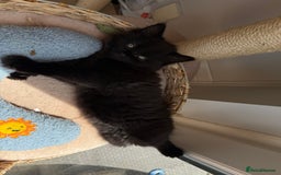 Maine Coon cats for sale: 13week-old fluffy black kitten/part Maine Coon - Image 6