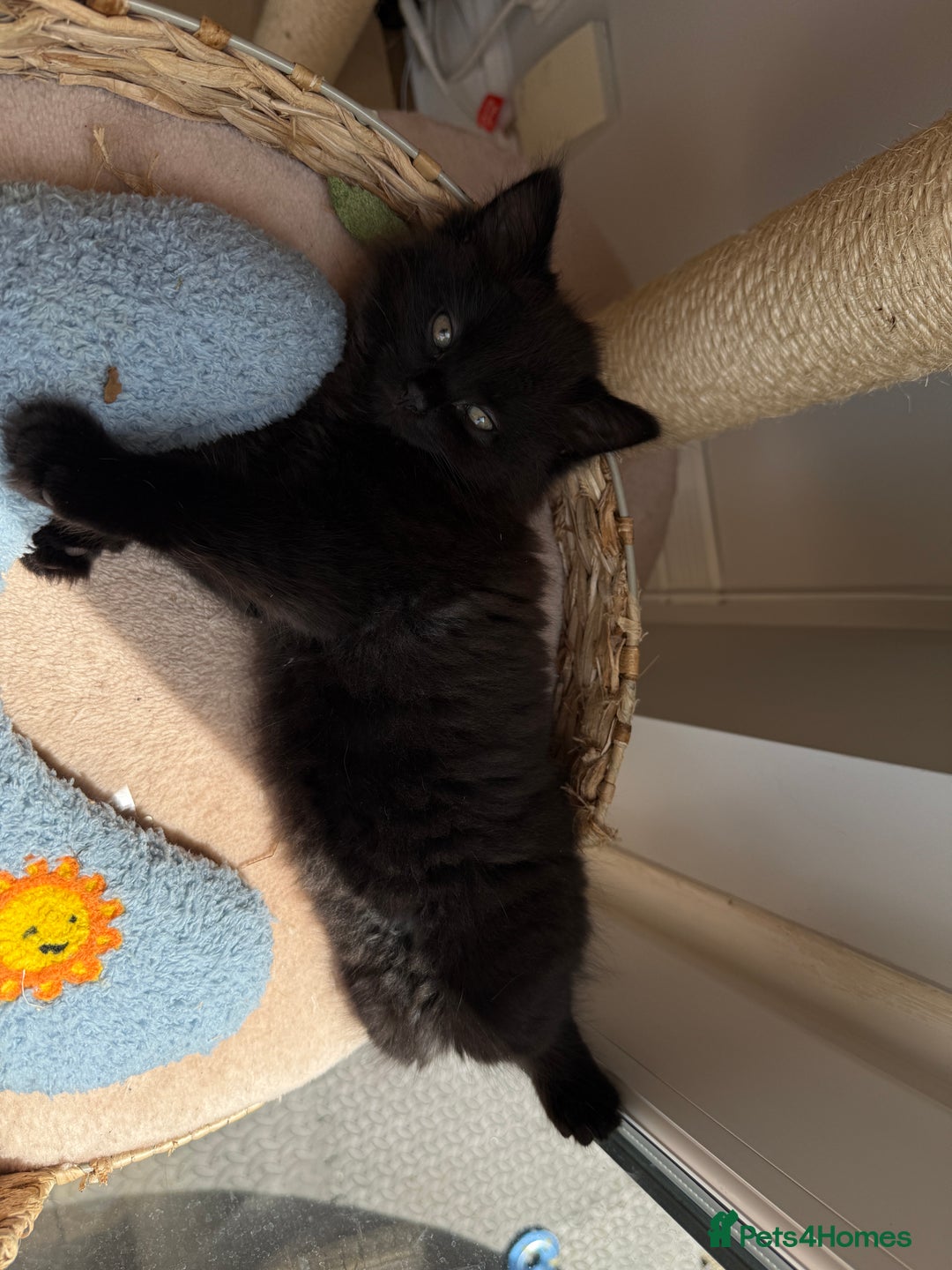 Maine Coon cats for sale: 13week-old fluffy black kitten/part Maine Coon - Image 6