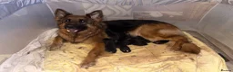 German Shepherd dogs for sale: German shepherd pups  - Advert 18