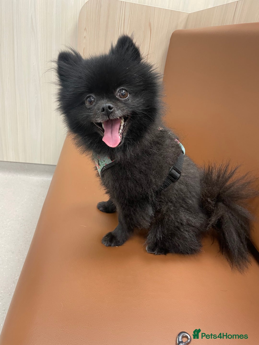 Pomeranian dogs for sale: Two Poms looking for forever home - Advert 3