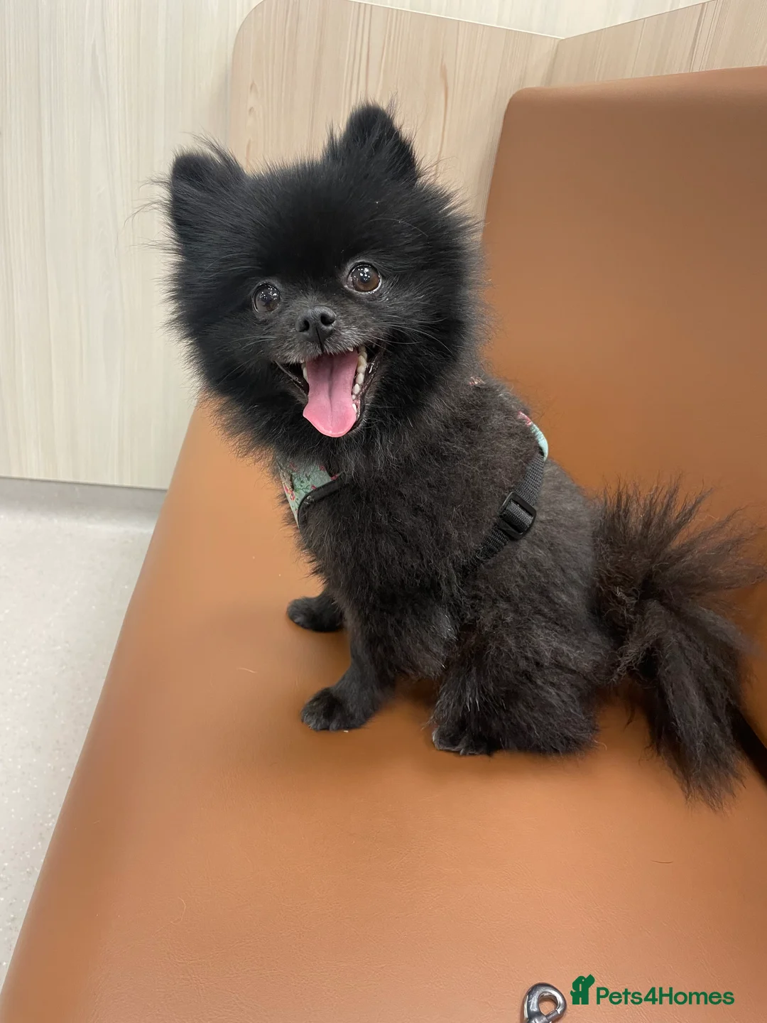 Pomeranian dogs for sale: Two Poms looking for forever home - Advert 10