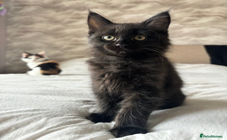 Mixed Breed cats - Advert 2