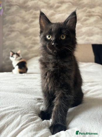 Mixed Breed cats - Advert 2