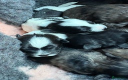 Lhasapoo dogs for sale: 9 stunning lhasapoo’s  - Image 2