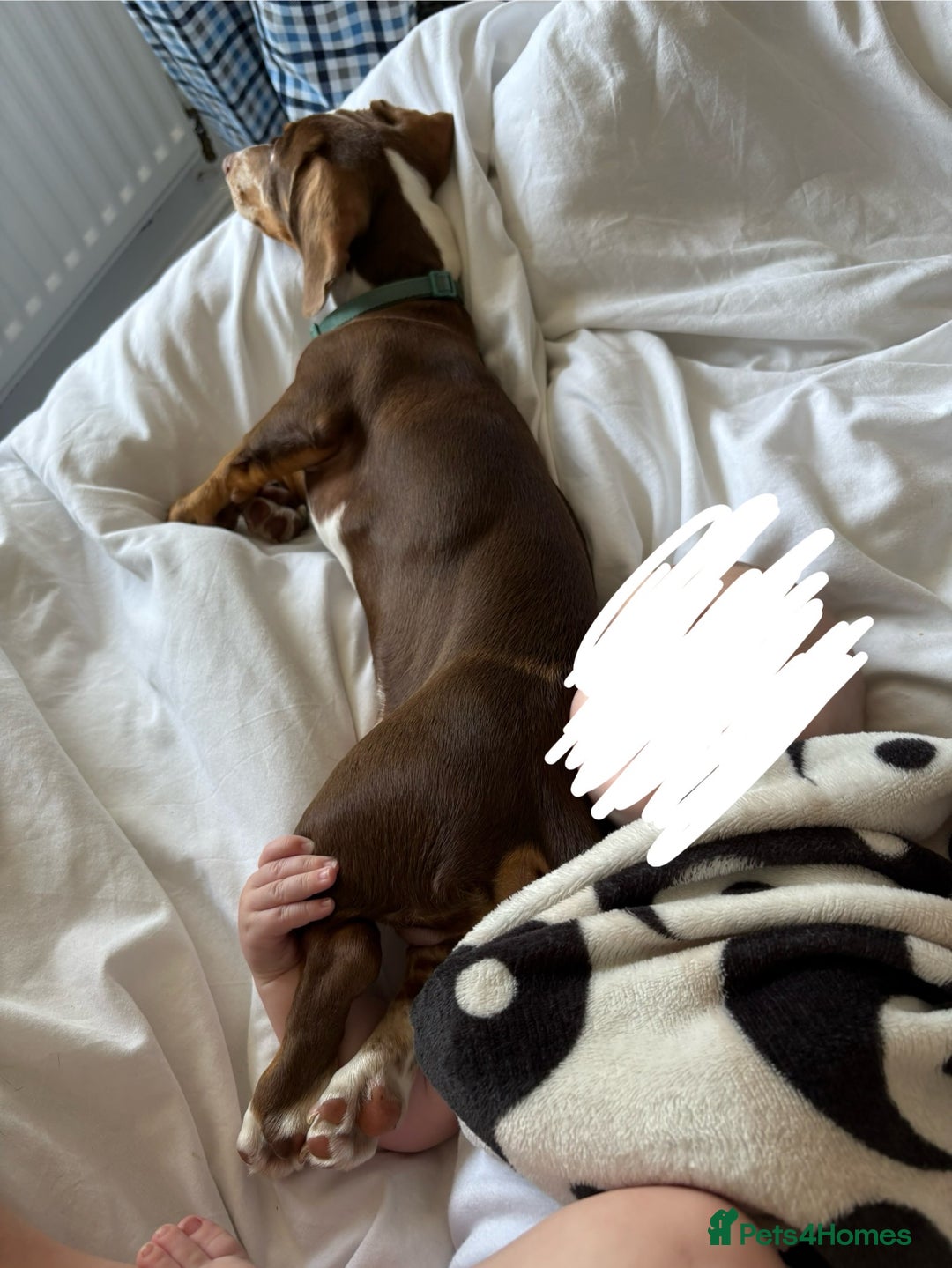 Miniature Dachshund dogs for sale: Milo the miniature dachshund  - Image 12