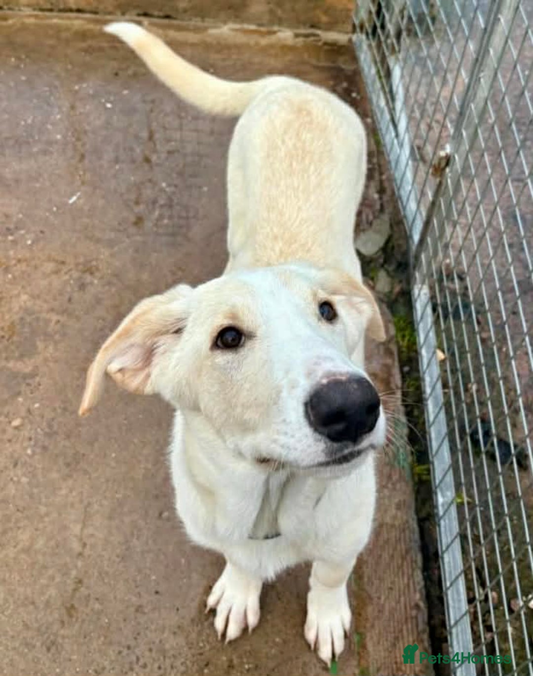 Mixed Breed dogs for adoption: Courageous Kansas  - Advert 7