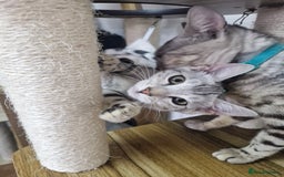 Bengal cats for sale: READY REDUCED TICA Genetic/Health Tested Bengals - Image 3