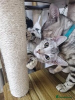 Bengal cats - Advert 9