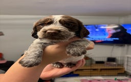 Sprocker dogs for sale: Sprocker puppies - Image 7