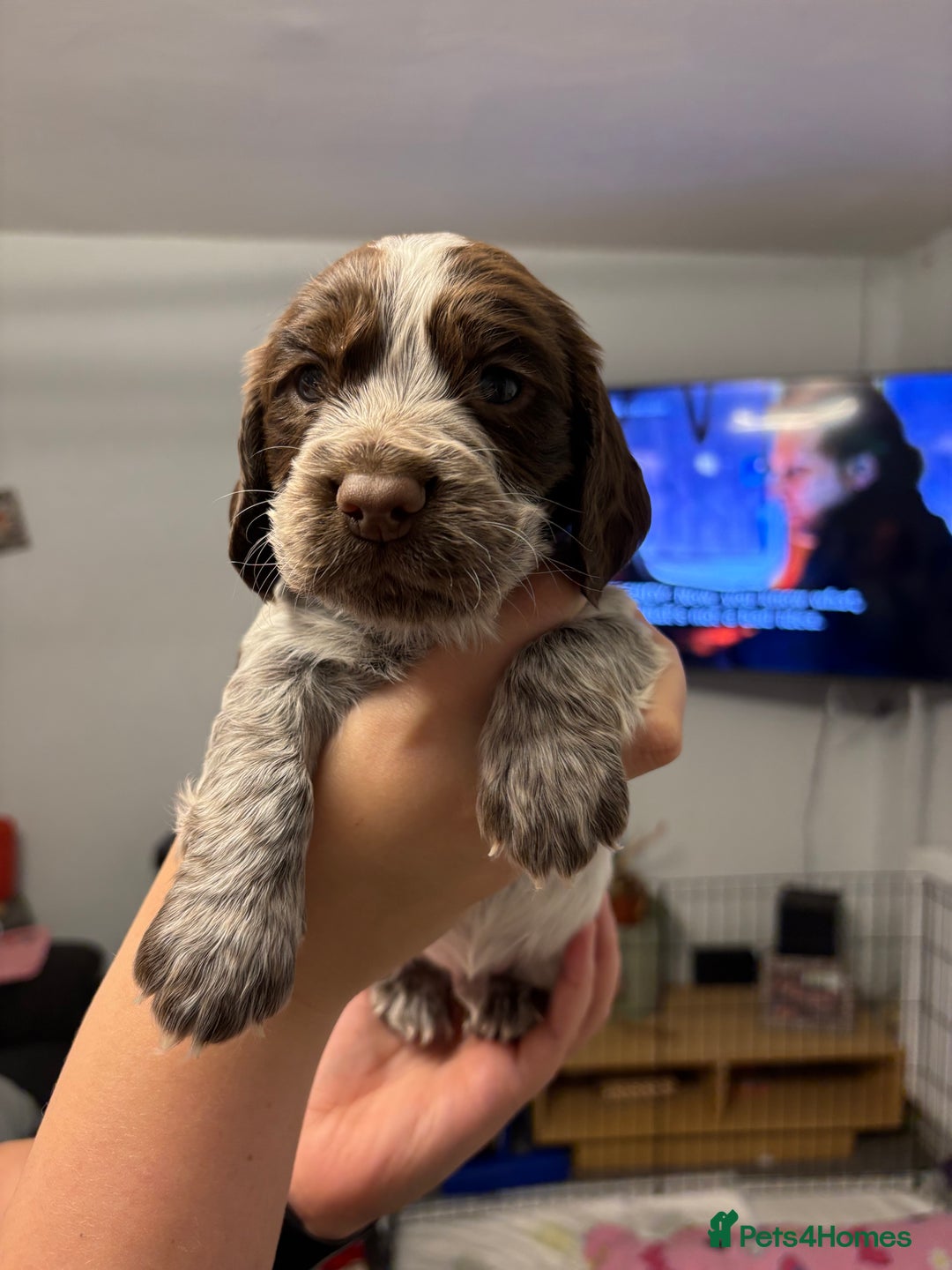 Sprocker dogs for sale: Sprocker puppies - Image 7