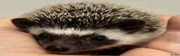 Pygmy Hedgehog rodents for sale: Girls Boys Ethically Bred African Pygmy Hedgehogs - Advert 4