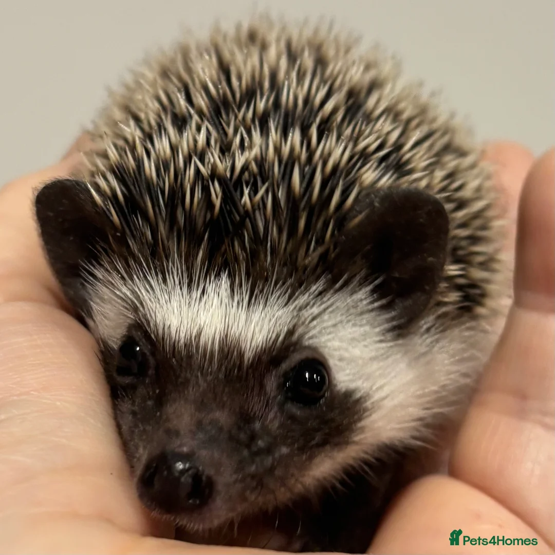 Pygmy Hedgehog rodents for sale: Girls Boys Ethically Bred African Pygmy Hedgehogs - Advert 4