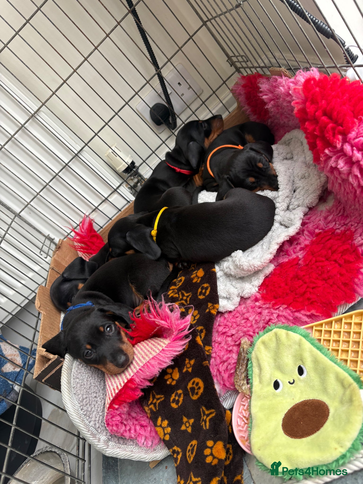 Miniature Dachshund dogs 4 beautiful boys for sale - Advert 4