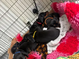 Miniature Dachshund dogs 4 beautiful boys for sale - Advert 11