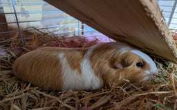Guinea Pig rodents for sale: 2 Female guinea pigs for rehoming - Image 7