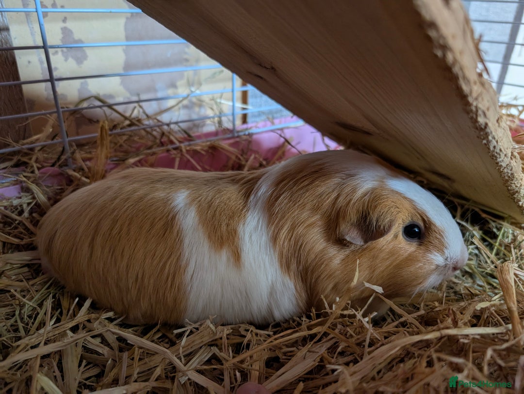 Guinea Pig rodents for sale: 2 Female guinea pigs for rehoming - Image 7