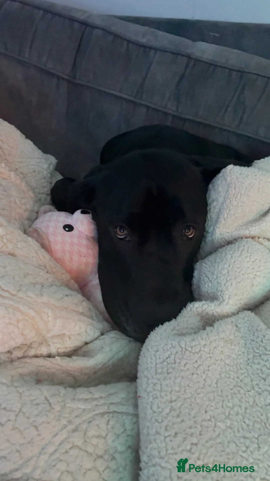 Mixed Breed dogs for sale: 5 year old female Great Dane - Advert 7