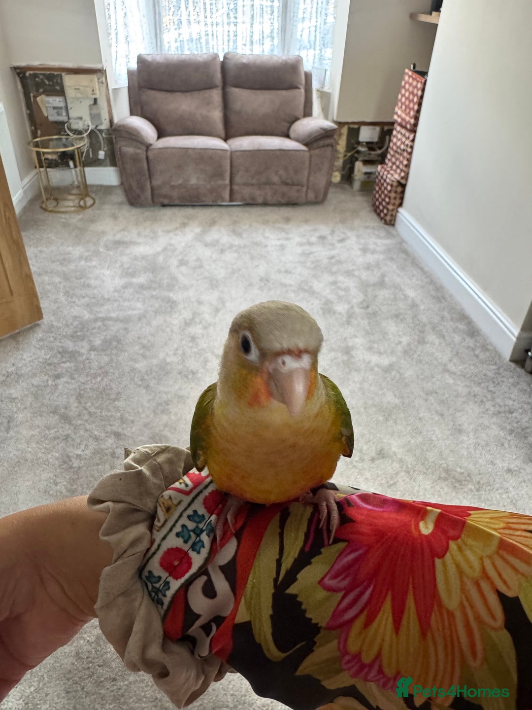 Conures birds for sale: Beautiful hand tame conure - Image 2
