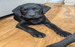 Labrador Retriever dogs for sale: Last black lab bitches available  - Image 19
